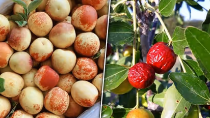 Boosting immunity to digestive health: 5 benefits of eating Jujube