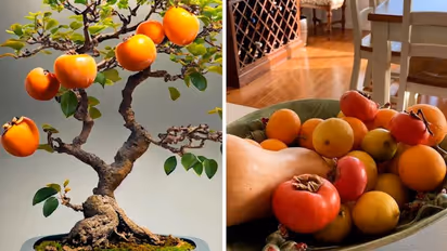 Rich source of nutrients to dietary fibres: 5 reasons to include Persimmon in your diet