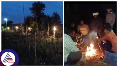 ಟೊಮ್ಯಾಟೊ ರಕ್ಷಣೆಗೆ ವಿದ್ಯುತ್ ದೀಪ ಅಳವಡಿಸಿ ಕಣ್ಣಿಗೆ ಎಣ್ಣೆ ಬಿಟ್ಟು ಕಾಯುತ್ತಿರುವ ರೈತ