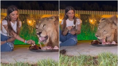 'കാട്ടിലെ രാജാവ് കൂട്ടുകാരന്‍'! സിംഹത്തിനൊപ്പം ഒരേ പാത്രത്തില്‍ നിന്ന് ഭക്ഷണം കഴിച്ച് യുവതി, വീഡിയോ വൈറല്‍ 