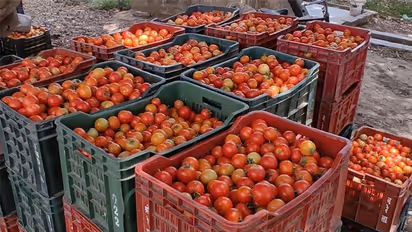 தக்காளி திருட்டைத் தடுக்க வித்தியாசமான ஐடியா! வயலில் சிசிடிவி கேமரா பொருத்திய  ஹைடெக் விவசாயி!