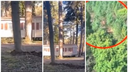 മരങ്ങള്‍ക്ക് സഞ്ചരിക്കാന്‍ കഴിയുമോ? ചര്‍ച്ചയ്ക്ക് തുടക്കമിട്ട് മരങ്ങള്‍ സഞ്ചരിക്കുന്ന വീഡിയോ !