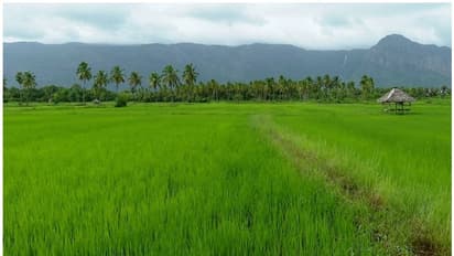 'നന്ദി, വീണ്ടും വരാതിരിക്കുക'; ഗ്രാമ ഭംഗി കാണാൻ ജനതിരക്കേറിയതോടെ ആശങ്കയിലായി കൊല്ലങ്കോടുകാർ