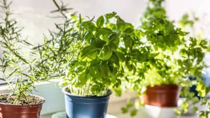 മല്ലിയിലയും പുതിനയും കറിവേപ്പിലയുമൊക്കെ അടുക്കളയില് തന്നെ വളര്ത്തിയാലോ?