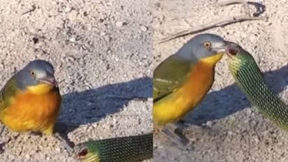 பாம்பின் கண்களை விடாமல் கொத்தும் பறவை.. தப்பித்து ஓடும் பாம்பு.. வைரல் வீடியோ..