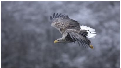 240 വര്‍ഷത്തിന് ശേഷം ആദ്യമായി തെക്കന്‍ ഇംഗ്ലണ്ടില്‍ വെള്ള വാലുള്ള പരുന്ത് !