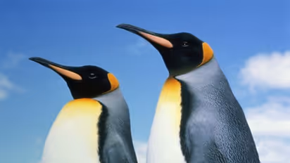 Mystery surrounds death of nearly 2,000 penguins on Uruguay's coast