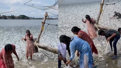 ಇದು ಮೀನುಗಳ ಸೀಮೋಲ್ಲಂಘನ...  ಪೋರ್ಟ್ ಕೊಚ್ಚಿಯಲ್ಲಿ ಸೆರೆಯಾದ ಅಪರೂಪದ ವೀಡಿಯೋ