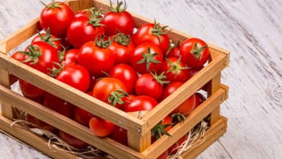 தக்காளி விலை உயரும்; ஆற்காட்டு பஞ்சாங்கம் முன்பே கணிப்பு..!!