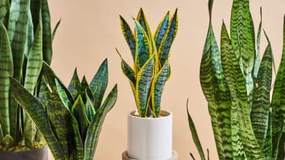 வீட்டில் பாம்பு செடி வைப்பது நல்லதா...? வாஸ்து என்ன சொல்கிறது தெரியுமா..?