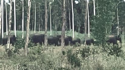 ಮಂಡ್ಯ: ನೆಲಮಾಕನಹಳ್ಳಿ ಬಳಿ ಕಾಡಾನೆಗಳ ಹಿಂಡು ಪತ್ತೆ, ಸಾರ್ವಜನಿಕರಲ್ಲಿ ಆತಂಕ