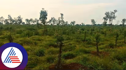 ಕೃಷಿ ಅರಣ್ಯ ಬೆಳೆಸಿದ ರೈತರಿಗೆ ಸಬ್ಸಿಡಿಯೇ ಇಲ್ಲ; 2 ವರ್ಷದಿಂದ 30 ಕೋಟಿ ರು. ಬಾಕಿ!