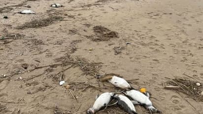 ಉರುಗ್ವೆ ಕರಾವಳಿಯಲ್ಲಿ 2000 ಪೆಂಗ್ವಿನ್‌ಗಳ ನಿಗೂಢ ಸಾವು