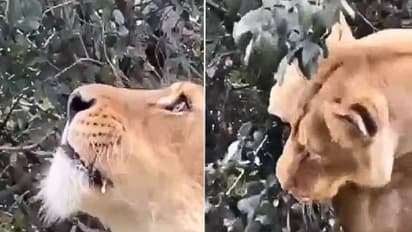 Viral video: വേണ്ടിവന്നാല് സിംഹം ഇലയും തിന്നും, കൗതുകമായി ഇല തിന്നുന്ന സിംഹത്തിന്റെ വീഡിയോ