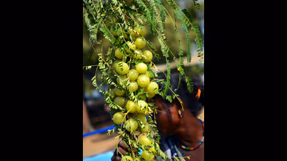 மத வழிபாட்டில் நெல்லிக்காய் மரம் உண்டு தெரியுமா? நெல்லிக்காய் தானம் செய்தால் கிடைக்கும் பலன்கள் இதோ..!!