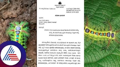 Viral news: ಬಂದಿದೆ ವಿಚಿತ್ರ ಕೀಟ - ಕಚ್ಚಿದ್ರೆ ಕ್ಷಣದಲ್ಲೇ ಸಾವು! ಸುಳ್ಳು ವದಂತಿಗೆ ರೈತರು ಕಂಗಾಲು!