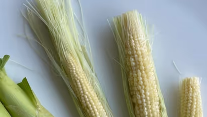 Supporting bone health to regulating blood sugar: 7 health benefits of eating baby corn