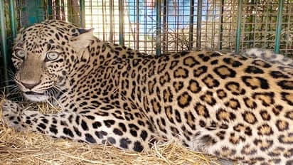 ಮೈಸೂರು: ಬೋನಿಗೆ ಬಿದ್ದ ಗಂಡು ಚಿರತೆ, ನಿಟ್ಟುಸಿರು ಬಿಟ್ಟ ಜನತೆ..!