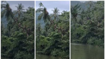 പുഴയിലേക്ക് ചാഞ്ഞ തെങ്ങിൽ കയറി, ചാടാൻ ശ്രമിച്ചു; തെങ്ങ് മുറിഞ്ഞ് വീണ്  4 യുവാക്കൾക്ക് അപകടം; വീഡിയോ