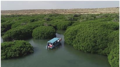 കടൽ തീരങ്ങളിൽ 10 കോടി കണ്ടൽക്കാടുകൾ വെച്ചുപിടിപ്പിക്കാന്‍ സൗദി അറേബ്യ