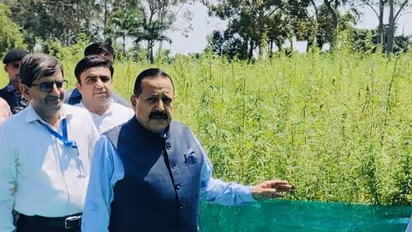Cannabis is being officially grown on an acre land in Jammu; Here's why