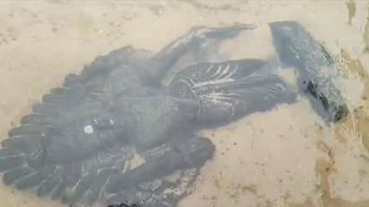 పల్నాడు : నదీగర్భంలో పురాతన విగ్రహాలు... కృష్ణమ్మ ఒడిలో విష్ణుమూర్తి (వీడియో)