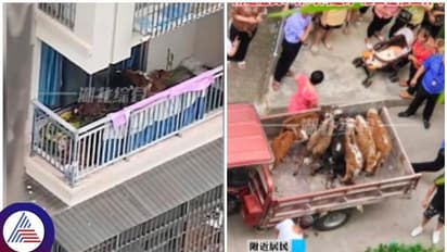 ಅಪಾರ್ಟ್‌ಮೆಂಟ್‌ ಐದನೇ ಮಹಡಿ ಬಾಲ್ಕನಿಯಲ್ಲಿ 7 ಹಸುಗಳನ್ನು ಸಾಕಿದ ವ್ಯಕ್ತಿ: ಮುಂದಾಗಿದ್ದು ಅವಾಂತರ 