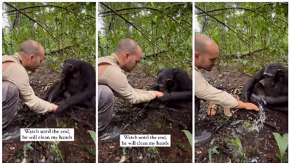 Touching moment! Viral video captures chimpanzee washing photographer's hands after drinking water