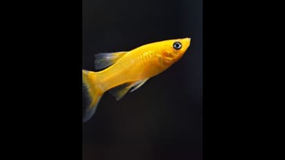 ಖುಲಾಯಿಸಿದ ಅದೃಷ್ಟ: ರಾತ್ರೋರಾತ್ರಿ ಲಕ್ಷಾಧಿಪತಿಯಾದ ಪಾಕಿಸ್ತಾನದ ಮೀನುಗಾರ