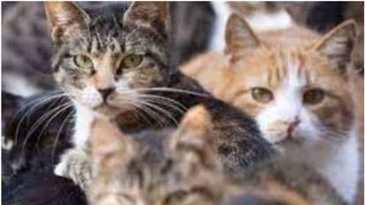 സൗദിയില് വളർത്തുമൃഗങ്ങളെ പൊള്ളുന്ന വെയിലത്ത് വിട്ട് കഷ്ടപ്പെടുത്തിയാല് കർശന നടപടി