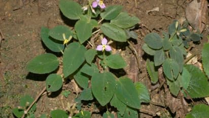 'സോണറില ലുന്ഡിനി'; അഗസ്ത്യമലയില് പുതിയൊരു 'പച്ച', കണ്ടെത്തിയത് കാലിക്കറ്റിലെ ഗവേഷകര്