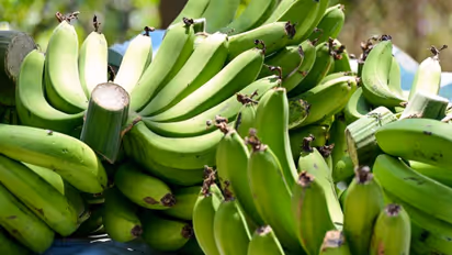 அடடா.. பச்சை வாழைப்பழம் சாப்பிட்டால் இவ்வளவு நன்மைகள் கிடைக்குமா..?!