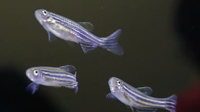 ബഹിരാകാശ യാത്രികര്ക്ക് അസ്ഥിക്ഷയം സംഭവിക്കുന്നതെന്ത് കൊണ്ട്? സീബ്രാഫിഷിനെ ബഹിരാകാശത്തേക്ക് അയയ്ക്കാൻ ചൈന