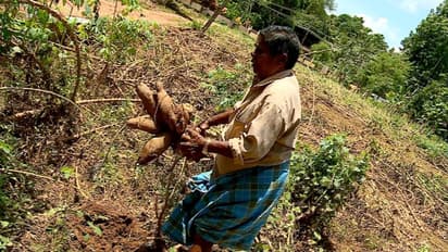  നെടുമ്പ്രത്ത് വെള്ളം പൊങ്ങി, അജ്ഞാതർ പകലും രാത്രിയുമായി പിഴുതുകൊണ്ടുപോയത് രണ്ടേക്കറിലെ രണ്ടായിരം മൂട് കപ്പ!