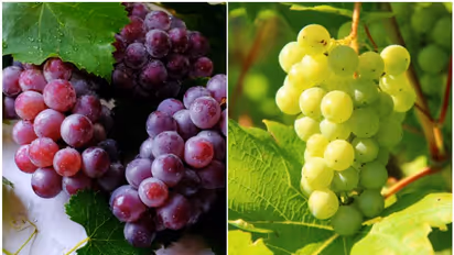 From Heart Health to Brain Health: Know the bountiful benefits of Grapes
