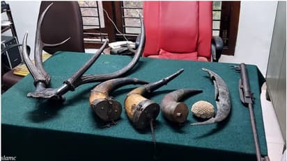 വാടക വീട്ടിൽ നിന്ന് വനം വകുപ്പ് പിടിച്ചത് പവിഴപ്പുറ്റും കാട്ടുപോത്തിന്റെയും മലമാനിന്റെയും കൊമ്പുകളും