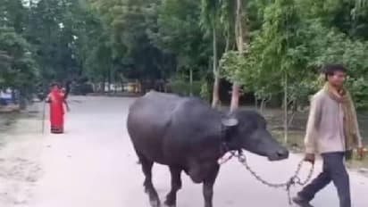 പോത്തുമായി നിർത്താതെ കരഞ്ഞുകൊണ്ട് ഒരാൾ പൊലീസ് സ്റ്റേഷനിൽ, കാരണം...