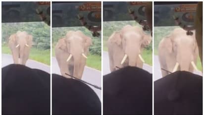 ബസിന് നേരെ ഛിന്നം വിളിച്ച് പാഞ്ഞടുക്കുന്ന കൊമ്പനാന; രക്തം മരവിച്ച് പോകുന്ന ദൃശ്യത്തിന്റെ വൈറല് വീഡിയോ !