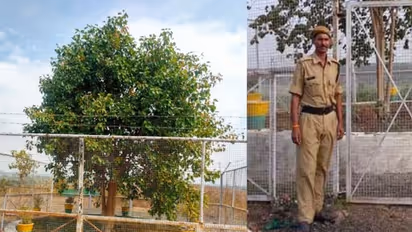 Rs 12 lakh to maintain India's first 'VVIP tree': Fascinating story of a sacred peepal tree in MP's Salamatpur