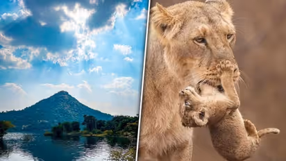 Gir national park to Jessore sloth bear sanctuary: Wildlife odyssey of Gujarat