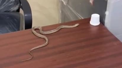 జీహెచ్ఎంసీ కార్యాలయంలో పాముతో నిరసన..