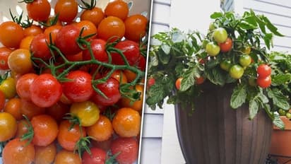 Heart health to skin health: 5 health benefits of cherry tomatoes