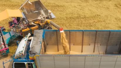 അരി കയറ്റുമതി നിരോധനം, ആഗോള വിപണിയെ തന്നെ ഞെട്ടിച്ച ഇന്ത്യയുടെ തീരുമാനം എന്തിന്? കാരണങ്ങള്‍ അറിയാം