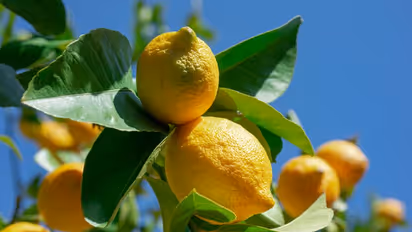 ಮೈಸೂರು: ವೈವಿಧ್ಯಮ ಹಣ್ಣುಗಳ ಬೆಳೆ- ರೈತ ಮಹಿಳೆಗೆ ಹಣದ ಹೊಳೆ..!