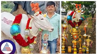 ಬರೋಬ್ಬರಿ 9.20 ಲಕ್ಷ ಬೆಲೆಗೆ  ತಮಿಳುನಾಡಿಗೆ ಮಾರಾಟವಾದ  ಮಂಡ್ಯದ ಒಂಟಿ ಎತ್ತು!