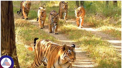 ಹುಲಿಗಳ ಸಂಖ್ಯೆಯಲ್ಲಿ ರಾಜ್ಯದಲ್ಲೇ ಬಂಡೀಪುರ ನಂಬರ್ ಒನ್, ನಾಗರಹೊಳೆ ಸೆಕೆಂಡ್