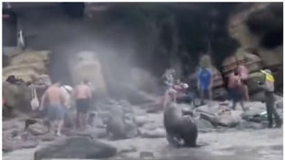 വിനോദസഞ്ചാരികൾക്ക് നേരെ കലിപൂണ്ട് പാഞ്ഞടുത്ത് കടൽ സിംഹങ്ങൾ; ദൃശ്യങ്ങള്‍ വൈറല്‍ !