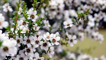 ఒత్తిడిని ఉఫ్ మని ఊదేయాలా? ఈ ఆయుర్వేద చిట్కాలు పాటించండి!