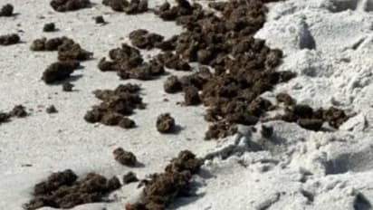 കടൽത്തീരത്തടിഞ്ഞത് കടൽപ്പായൽ എന്ന് കരുതി, എന്നാൽ ശരിക്കും കഞ്ചാവ്, തൊട്ടുപോകരുതെന്ന് പൊലീസ്!