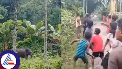 ಮಾನವೀಯತೆ ಮರೆತ ಮನುಜ..ತಾಯಿಯಿಂದ ಬೇರ್ಪಟ್ಟ ಮರಿಯಾನೆಗೆ ಕಲ್ಲೆಸೆದು ಹಿಂಸೆ